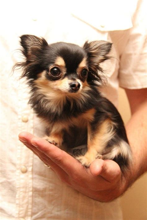 Chihuahua Long Hair Puppies For Sale In Austin Area - Pets Lovers