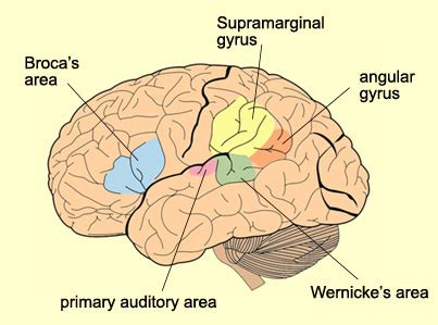 More Brain Points: "Can You Raed Tihs? If so, You Are 55% of the Pplutoean"