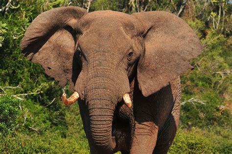 Elephant, African - Teeth - Fascinating Africa