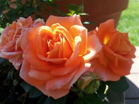 8 Orange Rose Bush Varieties (+Care Tips) - SONG OF ROSES