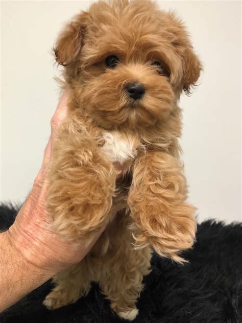 Chihuahua Poodle Mix For Sale - Pets Lovers