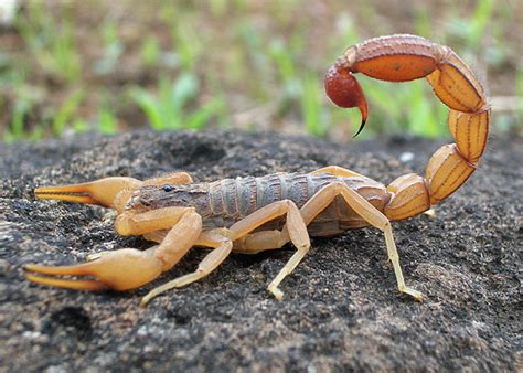 6 of the Most Dangerous and Unique Scorpions in the World - Owlcation