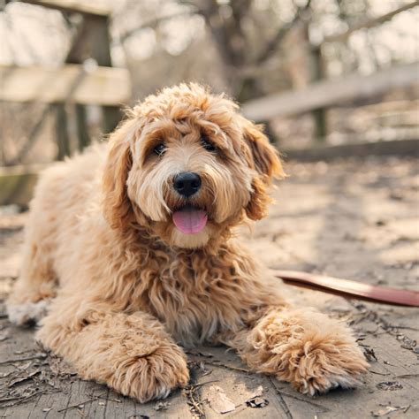 The Best Grooming Tips For Goldendoodles | dog blog, dog lover, dog mom ...