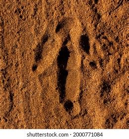 27 Emu footprint Images, Stock Photos & Vectors | Shutterstock