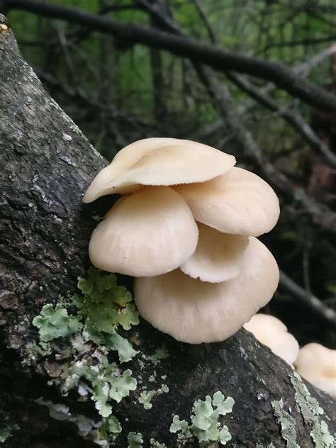 The Best Trees to Know for Mushroom Foraging - Realest Nature