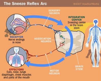 Why and How do we sneeze ?Mechanism involved