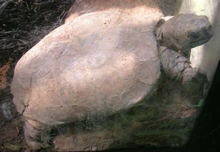 Arakan forest turtle - Wikipedia