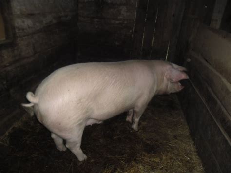 svinja,250kg,muška,1god,stara,domaći,uzgoj,moguća,obrada,okl,KA