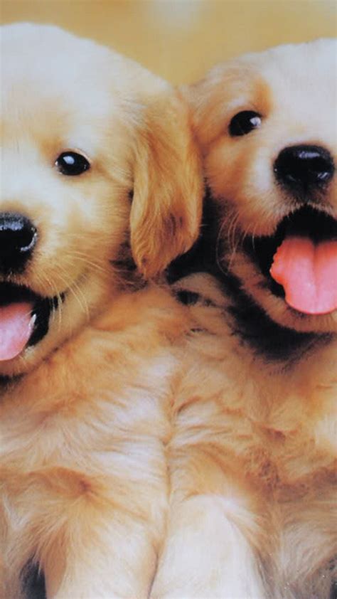 Wallpapers Puppies - 2021 3D iPhone Wallpaper