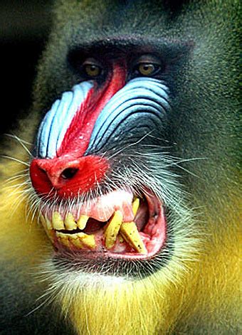 Mandrill - The Largest and Most Colorful of All Monkeys | Animal Pictures and Facts | FactZoo.com