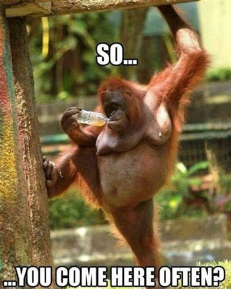 17 Best images about Orangutan on Pinterest | Cars, Internet trends and Sweet