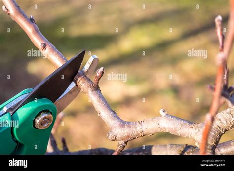 How to prune apple trees hi-res stock photography and images - Alamy