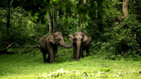 Wayanad Wildlife Sanctuary, wayanad, India - Top Attractions, Things to Do & Activities in ...