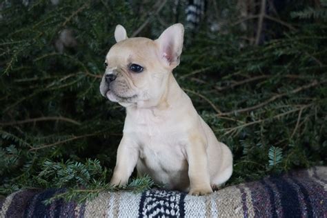 Frenchton Puppy For Sale Millersburg, OH Male- Bruce – AC Puppies LLC