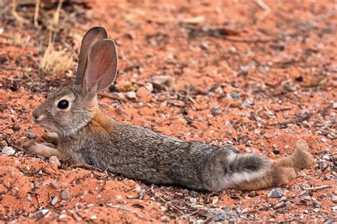 Relaxing Desert Hare | Wild rabbit, Wildlife photography, Pet birds