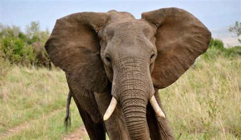 African Forest Elephant - Facts, Diet & Habitat Information