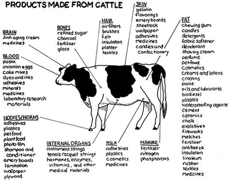 Products Made from Cattle : coolguides