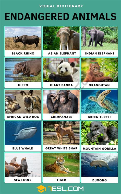 List of 15+ Endangered Animals in English • 7ESL