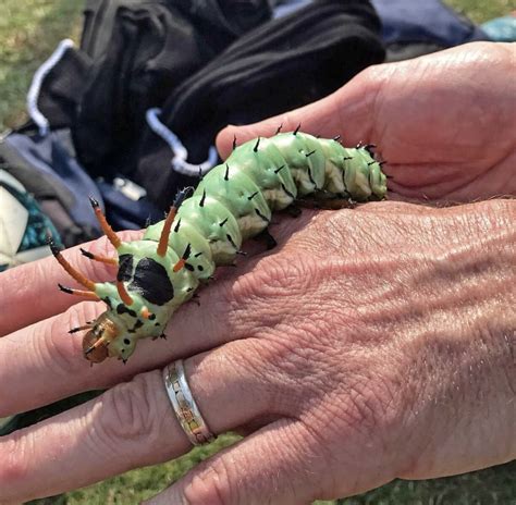 Rarely Seen Hickory Horned Devil Caterpillar Found in Gaithersburg - The MoCo Show