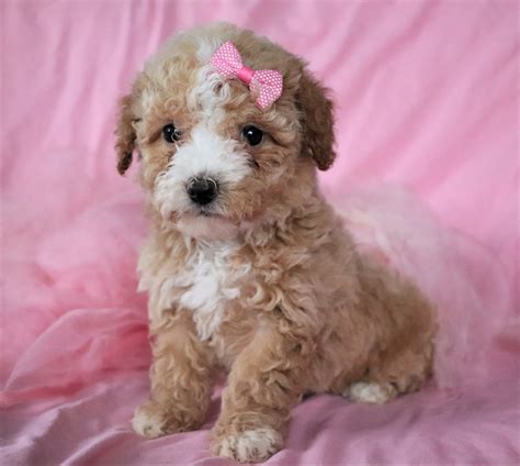 Bichpoo Puppies For Adoption / Bich-Poo - Bichpoo puppy for sale near ...