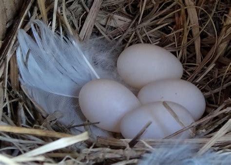 tree swallow eggs - Elaine Mansfield