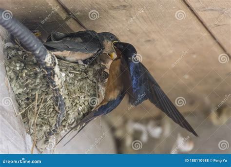 Barn swallow nest stock photo. Image of nest, animal - 188110988