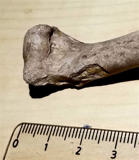 Bear-Dog Fossils - Fossil ID - The Fossil Forum