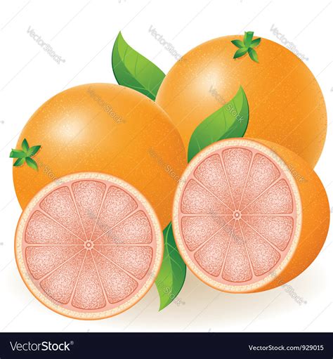 Grapefruit Royalty Free Vector Image - VectorStock