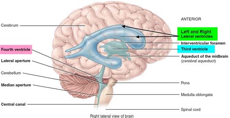 Ventricles of the brain anatomy, function & enlarged ventricles of brain