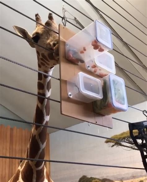 Giraffe enrichment. Video: Como Park Zoo & Conservatory | Enrichment ...