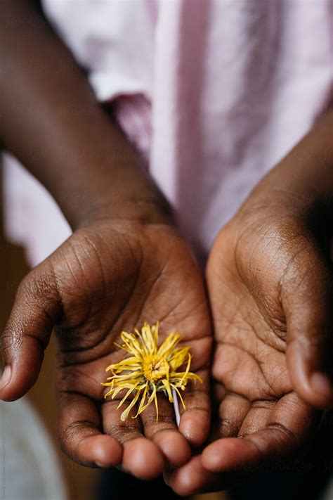 "Black Girl's Hands Holding A Dried Marigold Flower" by Stocksy Contributor "Gabi Bucataru ...