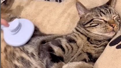 Watch: This video of a cat enjoying a spa session is the best thing you ...