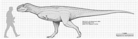Rajasaurus narmadensis Size Chart by Paleocolour on DeviantArt