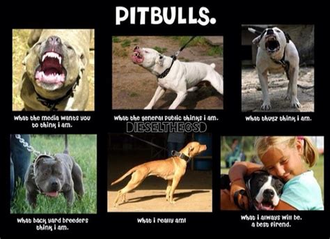 The 24 Most Annoying Pit Bull Memes | Observer