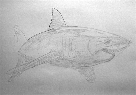 Hand drawing a great white shark tutorial - David 'Ed' Edwards
