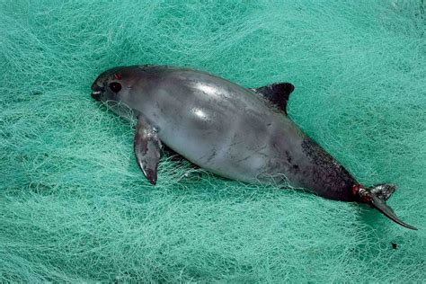 World's smallest porpoise, the vaquita, may be extinct by 2022 | New Scientist