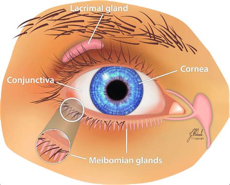 Lacrimal System Punctal Plugs #AN0055 Stock Eye Images | ubicaciondepersonas.cdmx.gob.mx