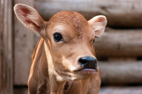Jersey Calf stock image. Image of ranch, bovine, animal - 36589507