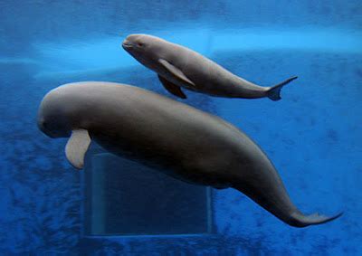 Yangtze River: Did The Yangtze River Dolphin Encounter Extinction?