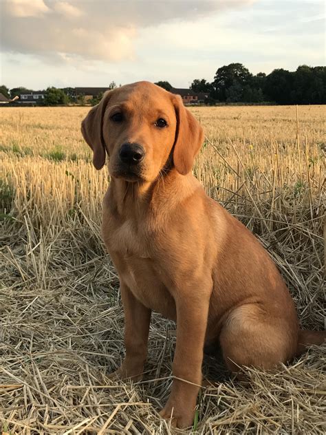 Red Lab Puppies, Golden Labrador Puppies, Lab Dogs, Labrador Retriever Puppies, Cute Dogs And ...