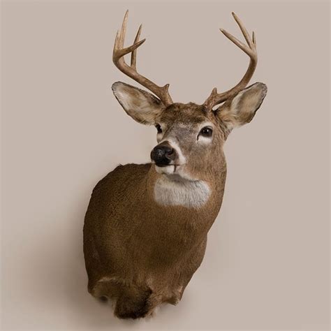 White Tail Deer Head Trophy Mount