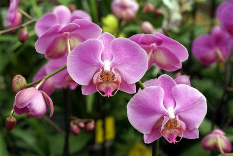 Pink Orchids