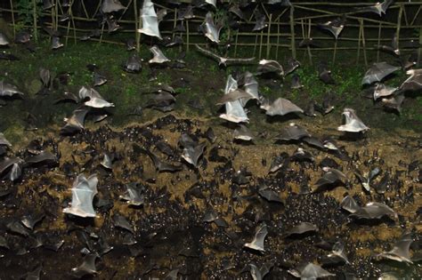 Pictures: Bats Swarm Philippines Cave