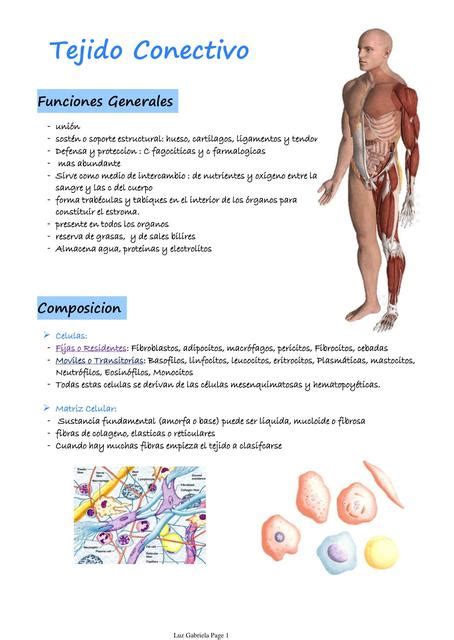 Histología Tejido Conectivo | Tejido | Medicina humana | uDocz