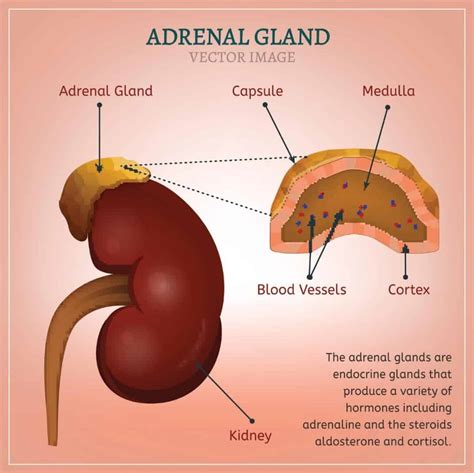 What hormone does adrenal gland produce - bxemap