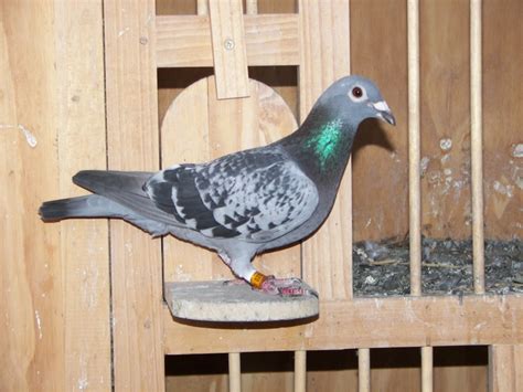 Pigeon Breeding Tips Tagalog - Breeding Mania