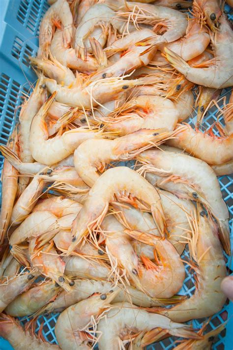 Slip a more sustainable prawn on your barbie this Christmas