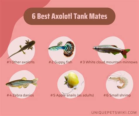 6 Best Axolotl Tank Mates