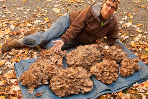 Hen Of The Woods Wild Mushroom Recipes | Dandk Organizer