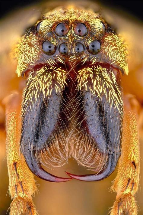 spider 8 eyes - Google Search | Insects, Arachnids, Macro photography insects